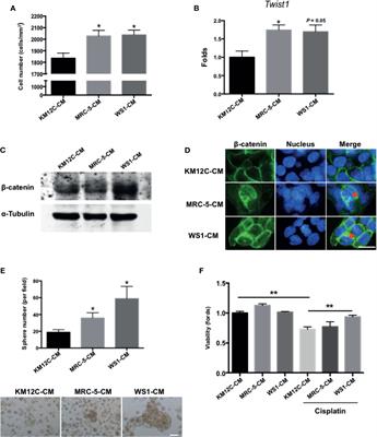 Stromal Galectin-1 Promotes Colorectal Cancer Cancer-Initiating Cell Features and Disease Dissemination Through SOX9 and β-Catenin: Development of Niche-Based Biomarkers